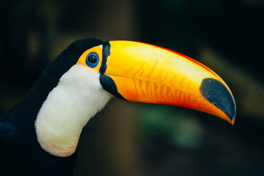 Toco toucan