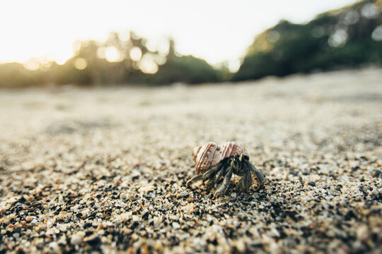 hermit crab on a beach