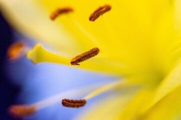 macro close-up of yellow lillies