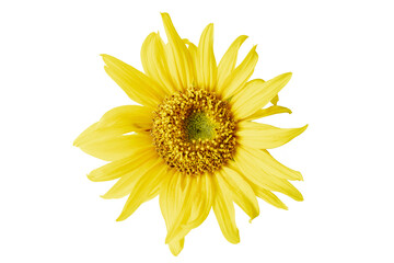 sunflower isolated on white background. Real Yellow sunflower from nature. a tall North American plant of the daisy family, with very large golden-rayed flowers. Sunflowers are cultivated for their ed
