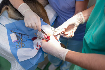 Veterinarian doctor and female assistant performing a surgery on an animal foot or sole at clinic