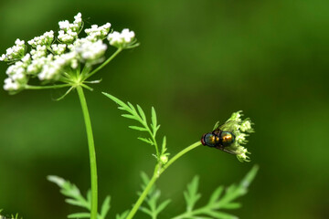 Chinese herbal medicine wild snake bed flower attracts all kinds of insects