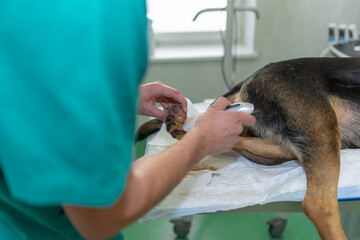Back view big tumor on the leg of a dog German shepherd