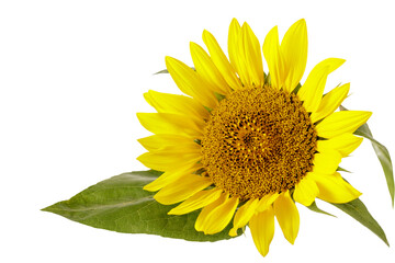 Obraz premium Sunflower flower closeup in blossom isolated on white