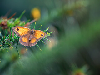 Female Gatekeeper Buttefly on Gorse