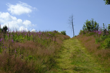 Obraz premium Landschaft am Schwedenwall im Bioshärenreservat Rhön zwischen Hessischer Rhön und Bayerischer Rhön, Deutschland