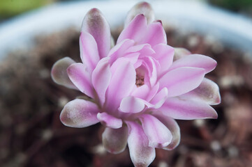 Pink flower of Gymnocalycium mihanovichii cactus