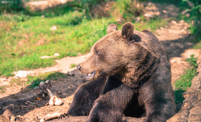 Obraz premium Wild animals. A bear in the forest. Lie down and rest. Dangerous animal, preparing for winter days