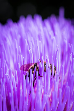 Native bee collecting pollen from Globe Artichole flower