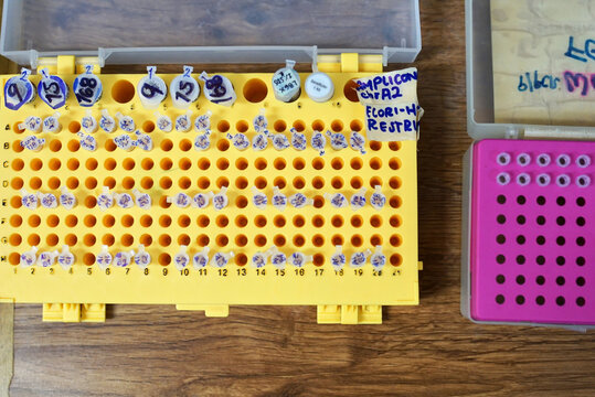 Labels in microcentrifuge tubes in a laboratory