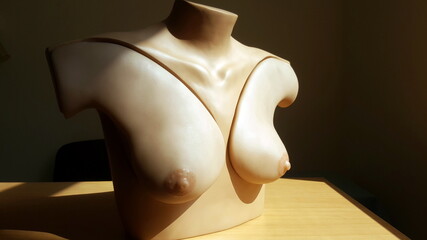 Mannequin of woman's mammary glands for training future doctors. Students are trained to identify...
