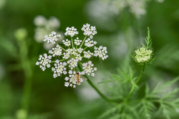 Chinese herbal medicine wild snake bed flower attracts all kinds of insects