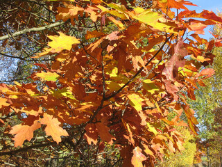 Der Herbst schenkt uns bunte Blätter in Hülle und Fülle. Thüringen, Deutschland, Europa