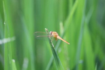 dragonfly on a leaf