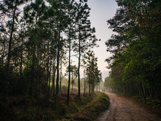 Nature trail in the morning on Phu Kradueng mountain national park in Loei City Thailand.Phu Kradueng mountain national park the famous Travel destination