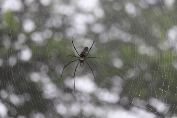 spider on the web