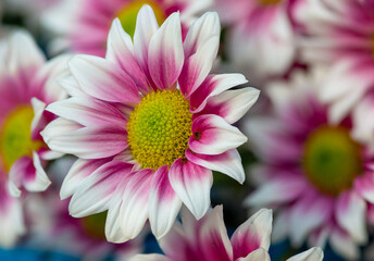 Obraz premium Close up bunch of white pink daisies