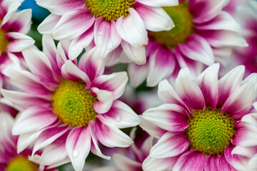 Close up of white and pink daisies