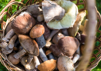 basket with lots of mushrooms stands on the grass