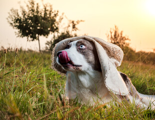 Funny corgi dog posing in a female hat against the backdrop of the setting sun