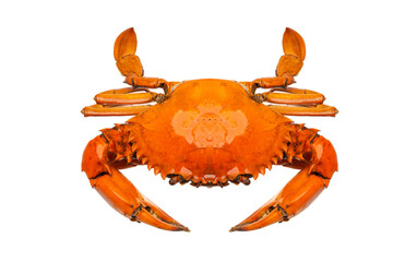 Sea crab on white