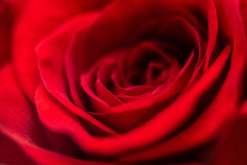 beautiful rose macro close-up in natural light