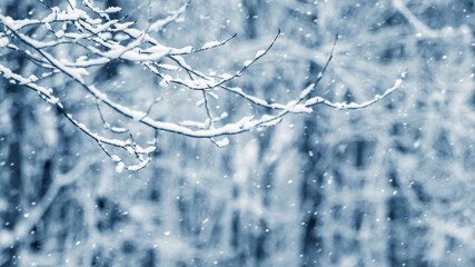 Snow-covered tree branch in the forest during a snowfall