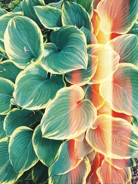 Hosta Plants