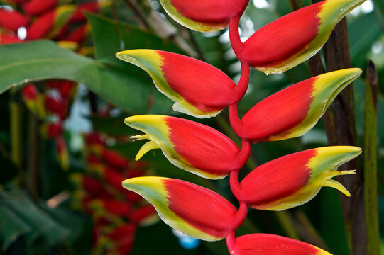 Heliconia Flower Images Browse 449 Stock Photos Vectors And Video Adobe Stock