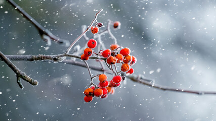 Winter view with red rowan berries during snowfall