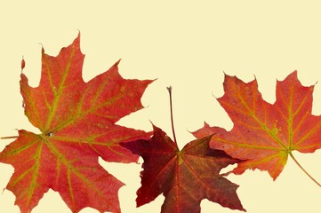 Close up view of gorgeous red maple leaves isolated on yellow background. Autumn concept. 