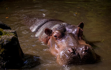 Hippo Soaking in the Water