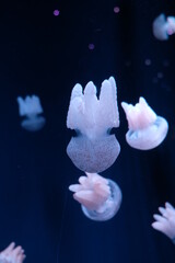 Fototapeta na wymiar Jellyfish in the sea.