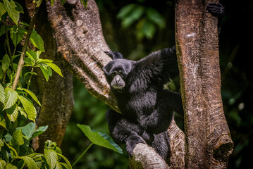 Siamang monkey hanging on a tree