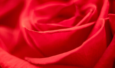 beautiful rose macro close-up in natural light