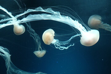 jellyfish in the water