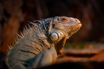 Portrait of an iguana 