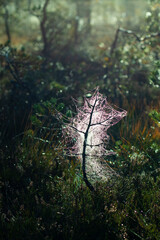 A small bare tree wrapped in a shiny spider web net 
