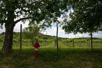 Fire hydrant in front of a vineyard in rural Hungary, in Balaton-felvidek vine region