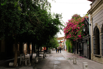 Street with trees and flowers