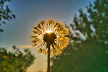 Fototapeta na wymiar dandelion against the sky