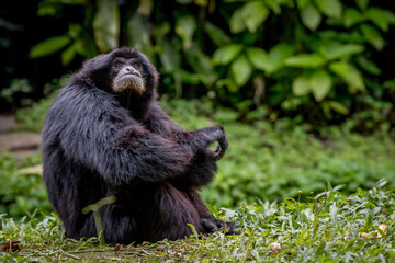 Portrait of a siamang Monkey 