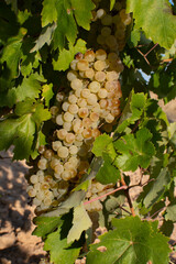 Uvas blancas en la cepa
