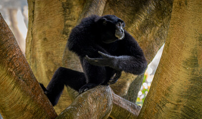 Portrait of a siamang Monkey hanging on a tree