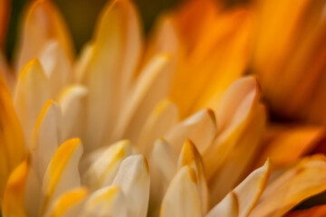 orange yellow daisy flower macro close-up