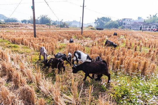 Sheep grazing in the field,rural scenery of Kaiping, Jiangmen, China