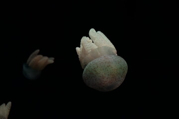 Jellyfish in the sea.