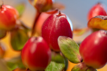 Red berry hypericum with green leaves in bouquet