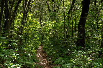 Tourist hiking path in oaktree forest in Bakony hegyseg, Hungary, Europe