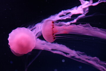 jellyfish in the water